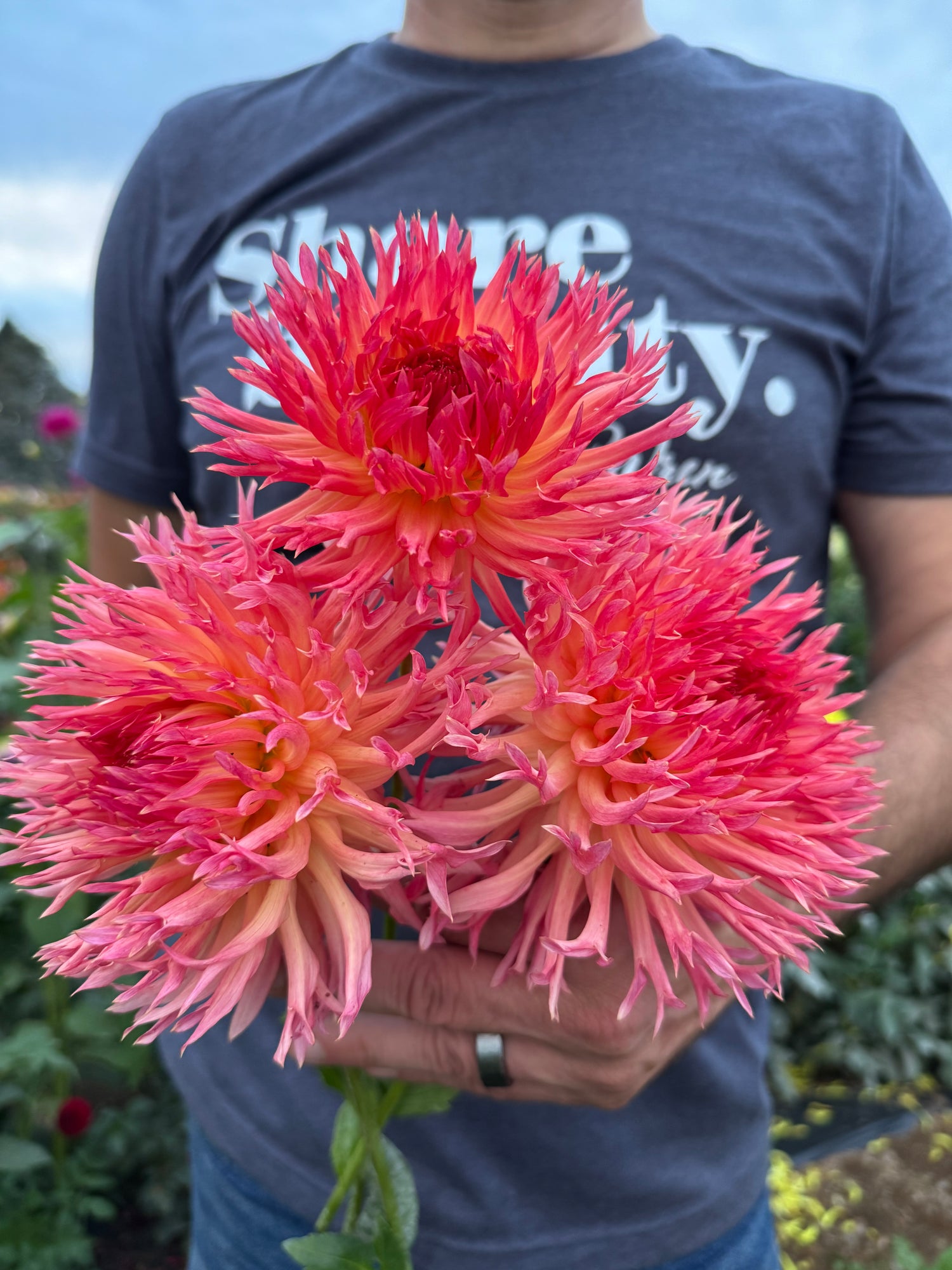 Buy Vista Hadley Dahlia Tubers from Triple Wren Farms