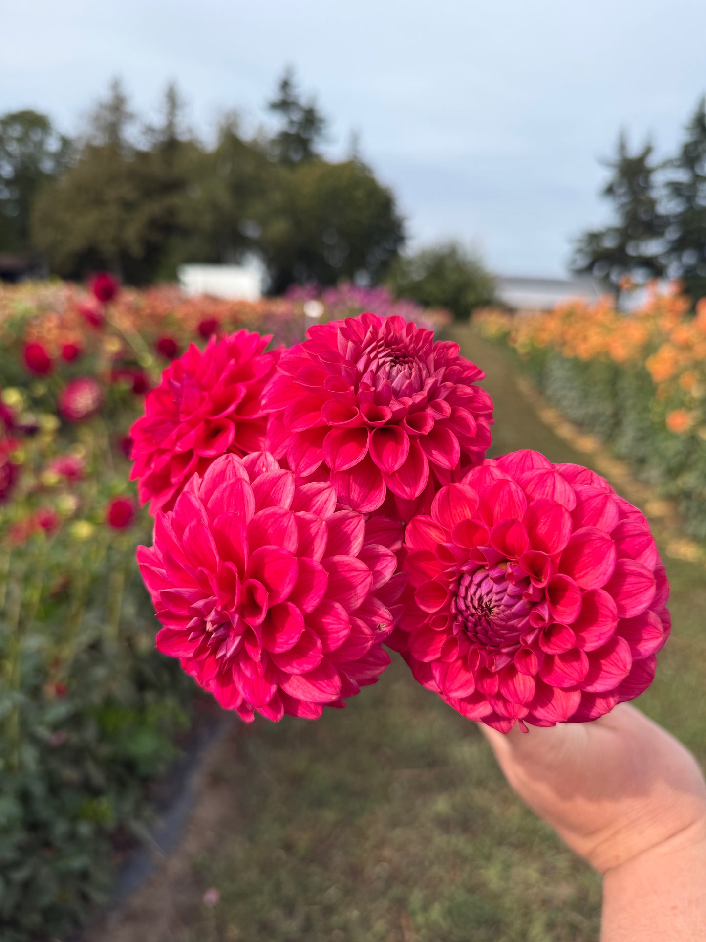 Viva's Boho Rose Dahlia Tuber
