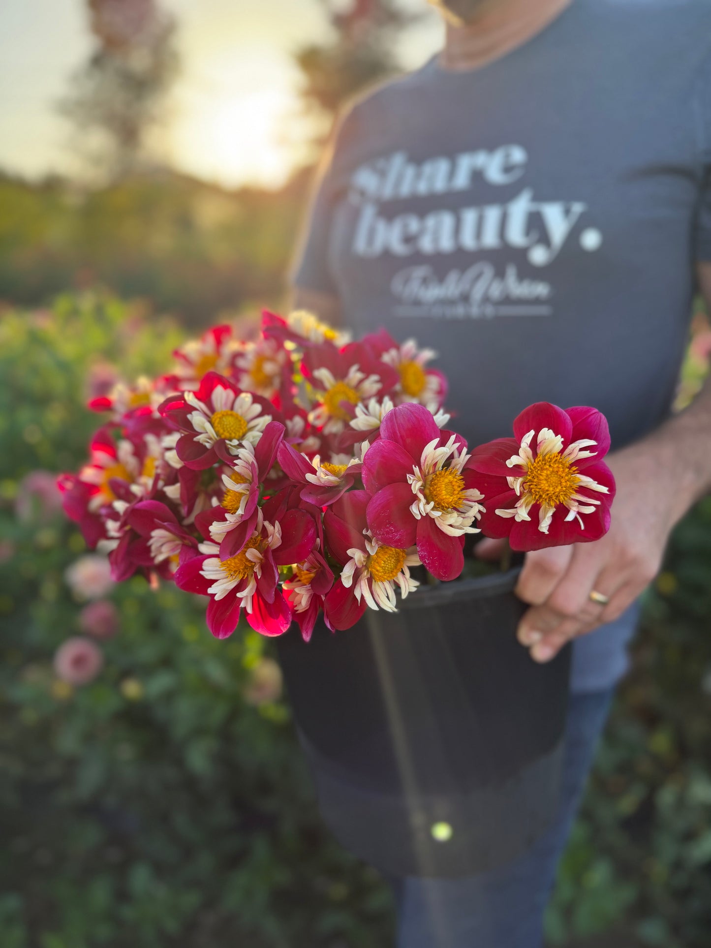 A person outdoors at sunset wearing a dark gray T-shirt with the text 'share beauty. Tight Wraps' and holding a black pot filled with blooming pink and white flowers with yellow centers.