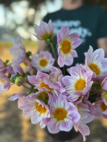 Viva's Pixie Dust Dahlia Tuber