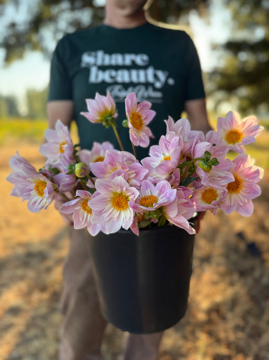 Viva's Pixie Dust Dahlia Tuber