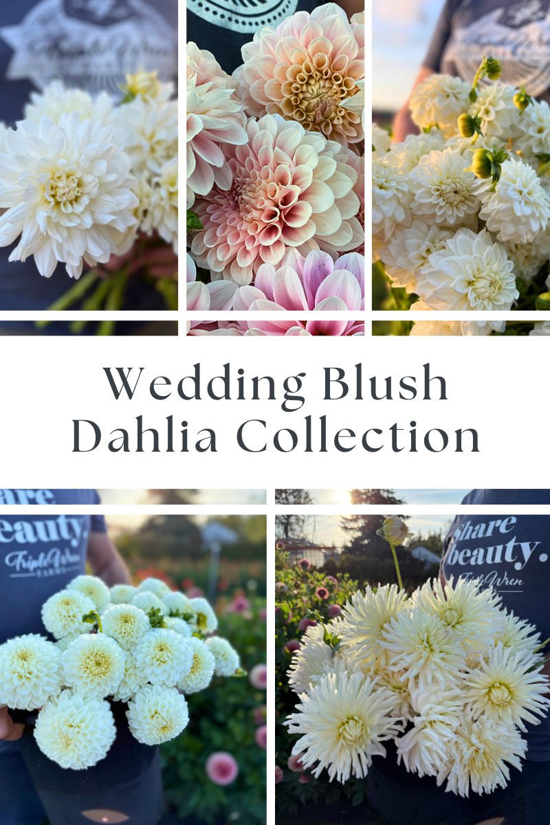 Dahlia Tuber Collection (Free Shipping May 2026!)