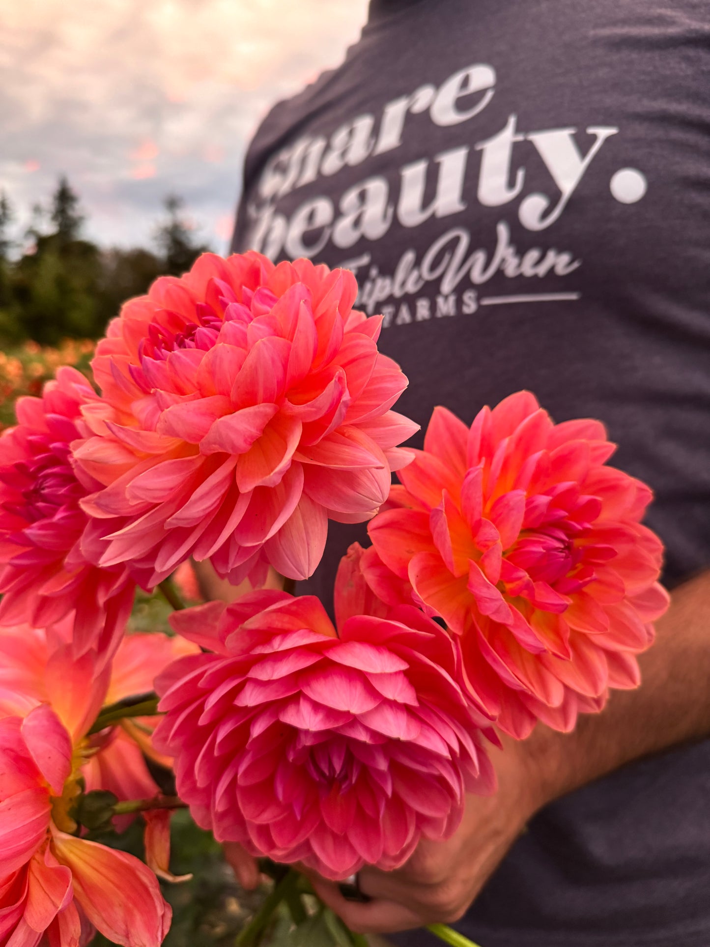 Wildwood Marie Dahlia Tubers from Triple Wren Farms