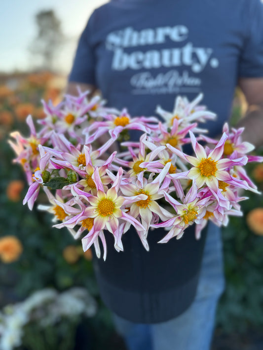 Willie Willie Dahlia Tuber