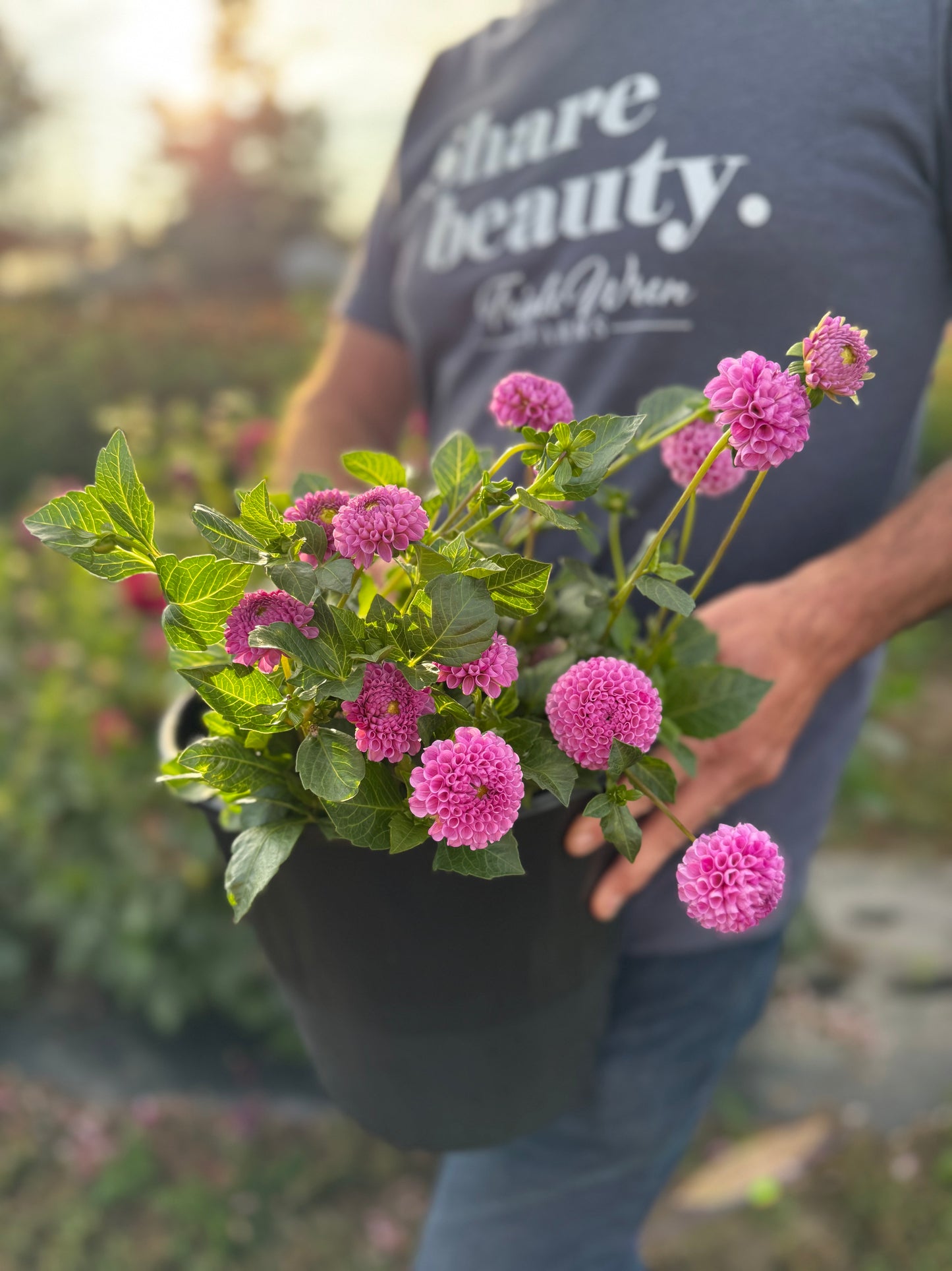 Willo Borealis Dahlia Tuber