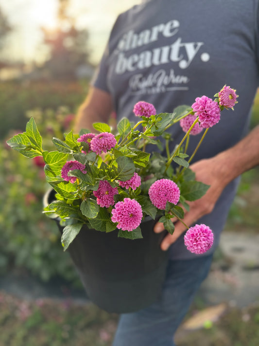 Willo Borealis Dahlia Tuber