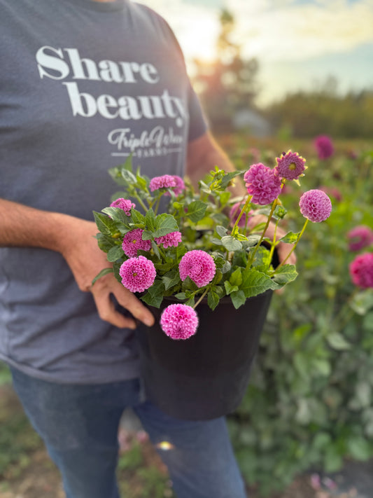 Willo Borealis Dahlia Tuber