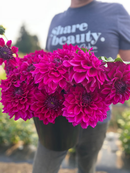 Buy Wyn's Feisty Freda dahlia tuber from Triple Wren Farms