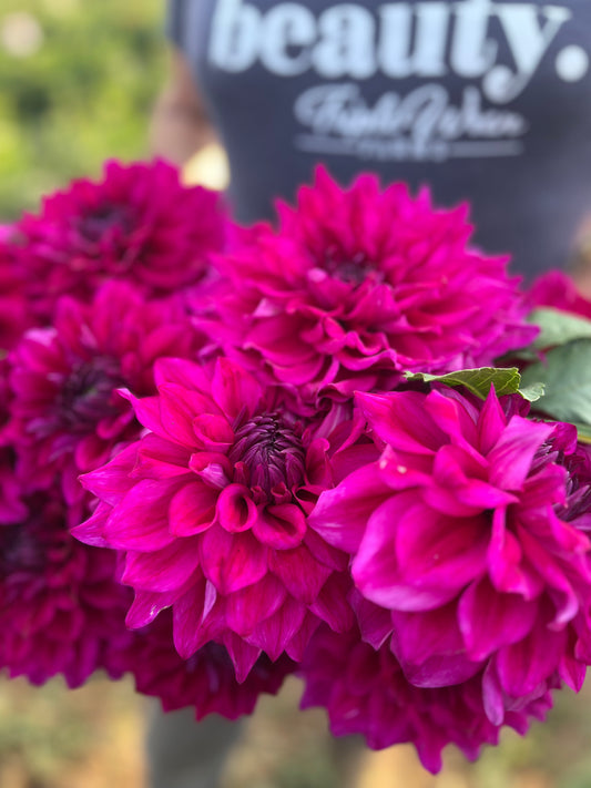 Buy Wyn's Feisty Freda dahlia tuber Triple Wren Farms