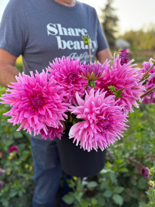 Wyn's Serenity Dahlia Tuber