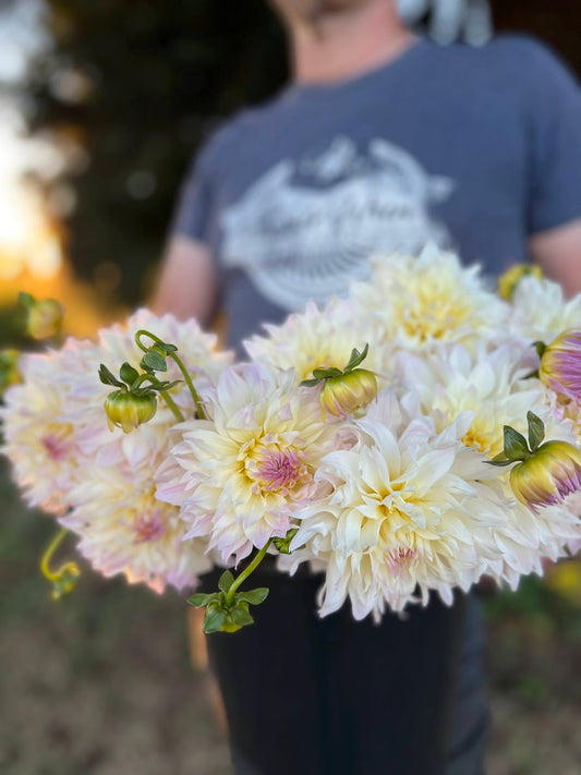 Tahoma Early Dawn Dahlia Tuber