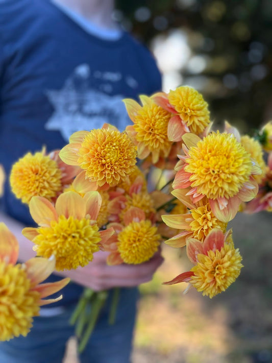 Bloomquist Frazzled dahlia tubers from Triple Wren Farms