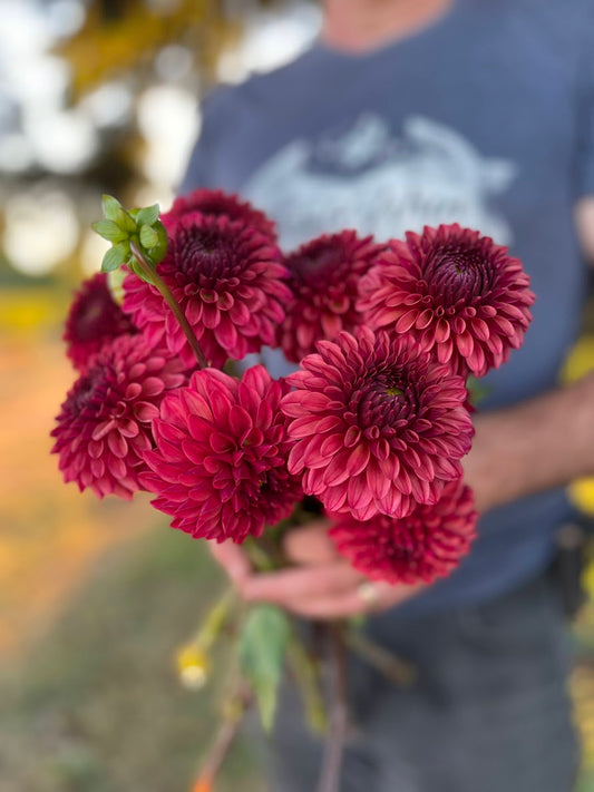 Red and Mauve and Dark Red KA's Keltie Cherry Dahlia Tubers from Triple Wren Farms