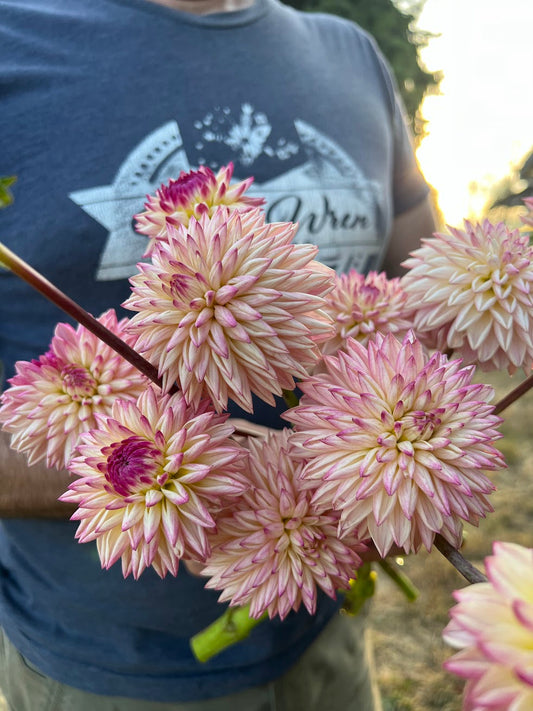 Valley Porcupine Dahlia Tuber