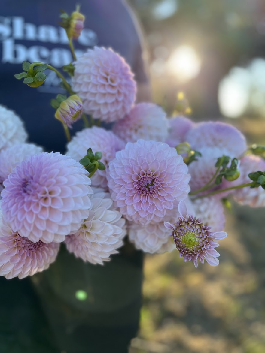 Pink and Pale pink and White and Cream and blush Bloomquist Tory P Dahlia Tubers from Triple Wren Farms