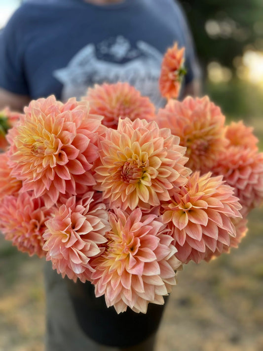 Peach and Coral and Yellow and Pink Hamilton Lillian Dahlia Tuber from Triple Wren Farms