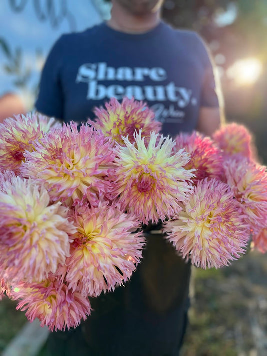 Vista Char Dahlia Tuber