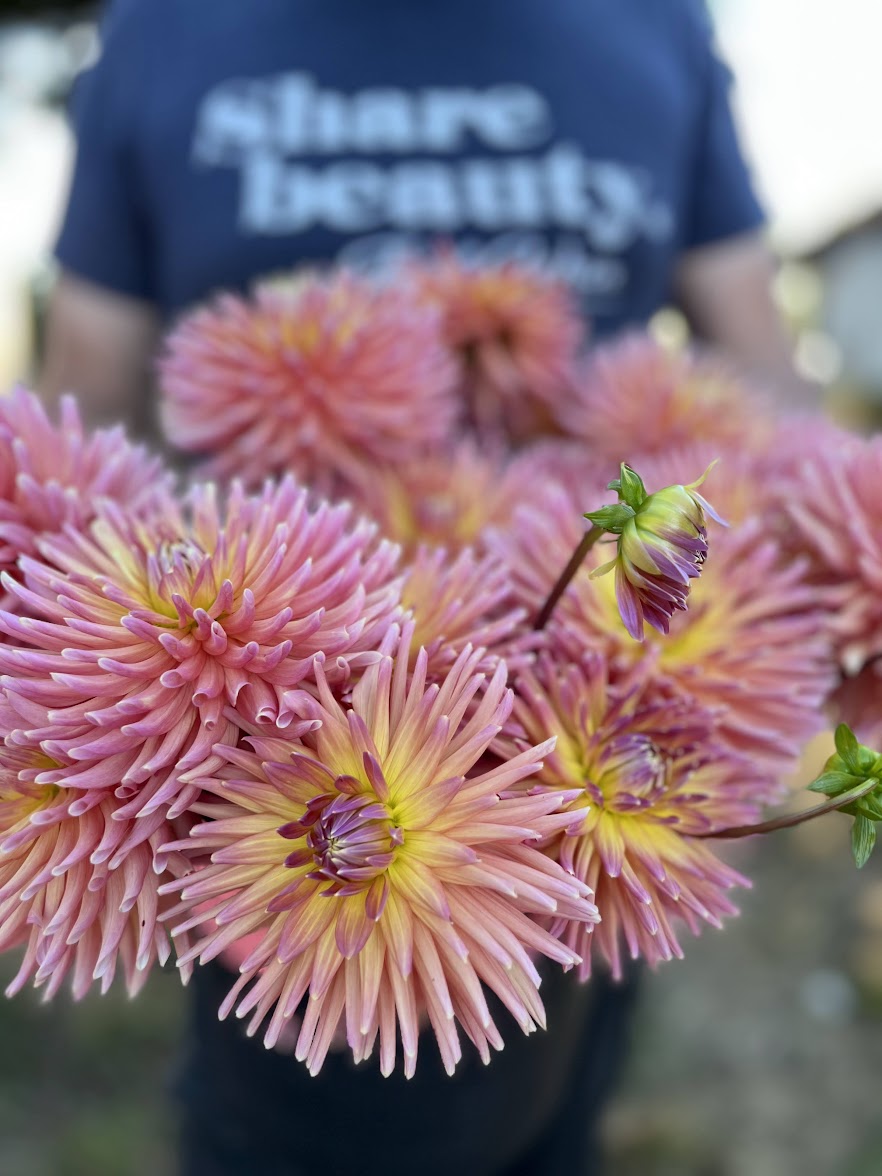 Peggy's Peach Dahlia Tubers from Triple Wren Farms