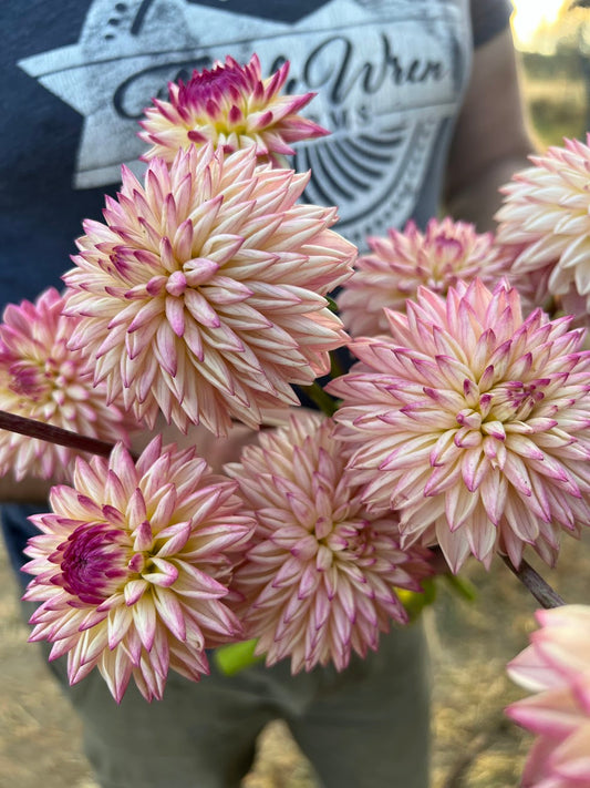 Valley Porcupine Dahlia Tuber