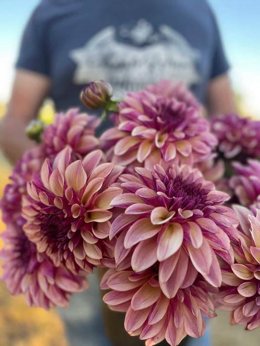 Plum and Peach and Pale Pink KA's Cafe Mauve Dahlia Tuber from Triple Wren Farms