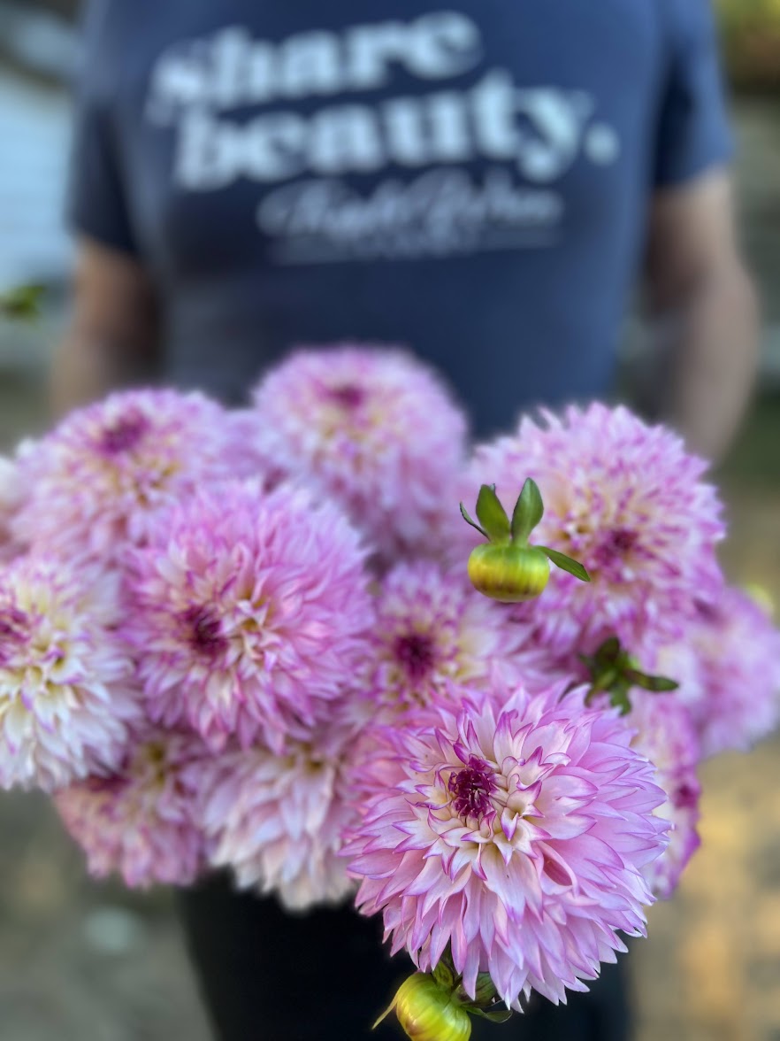 Hollyhill Pinkie Dahlia Tuber