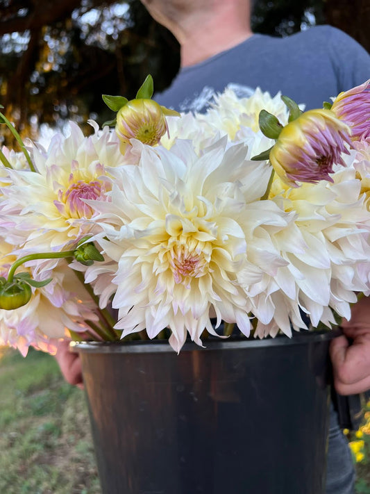 Tubercule de Dahlia Tahoma Early Dawn