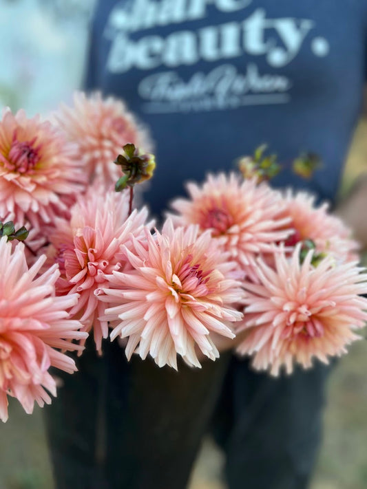 Pink and Blush and Light Pink and Cream Preference Dahlia Tubers from Triple Wren Farms