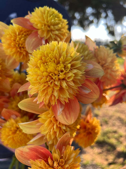 Golden and Yellow and Honey and peach dahlia tubers Bloomquist Frazzled from Triple Wren Farms