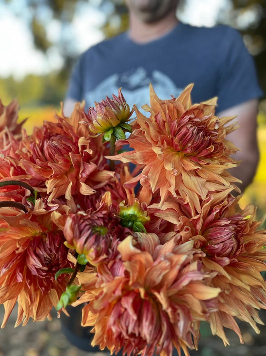 Wyn's Farmer Walt Dahlia Tubers from Triple Wren Farms