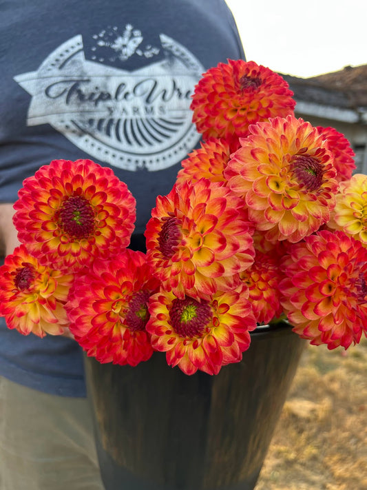 Red and Yellow and Orange and hot Orange Bloomquist Gordon dahlia tubers from Triple Wren Farms 