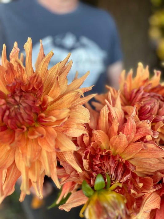 Orange and Peach and Burnt Orange Wyn's Farmer Walt Dahlia Tubers from Triple Wren Farms