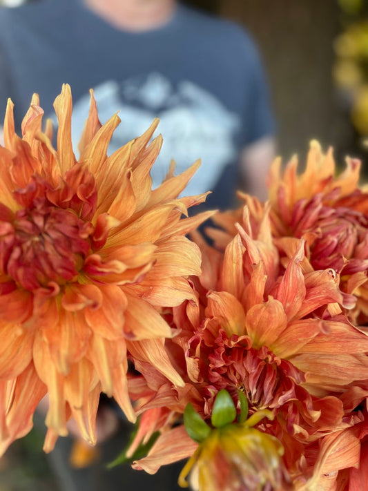 Orange and Peach and Burnt Orange Wyn's Farmer Walt Dahlia Tubers from Triple Wren Farms