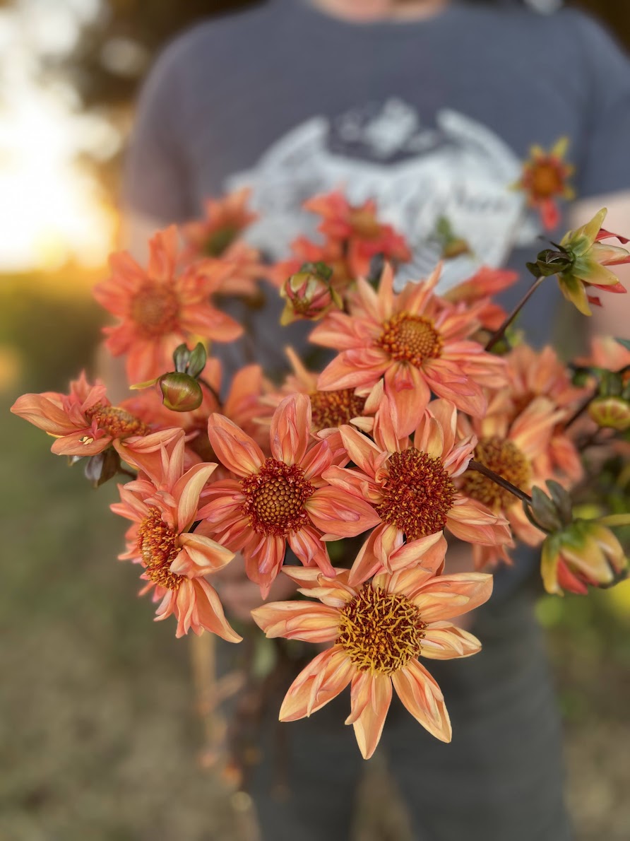 Bloomquist Hummer dahlia tubers from Triple Wren Farms