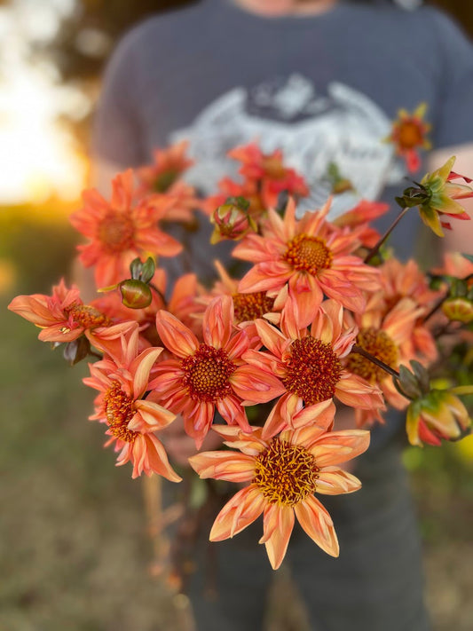 Bloomquist Hummer Dahlia Tuber