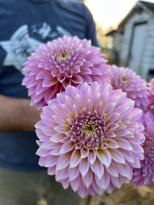 Pink and Pale Pink and Light pink and Yellow tips and lavender dahlia tubers Bloomquist Essence from Triple Wren Farms