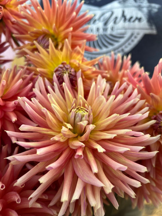 Pink and Yellow and Golden and Honey dahlia tubers Bloomquist Dreamer from triple Wren Farms 