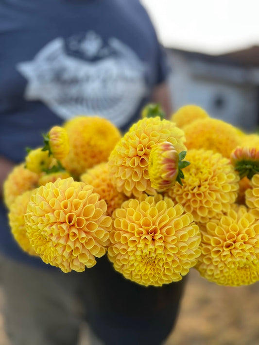 Tubercule de dahlia Ora de SB