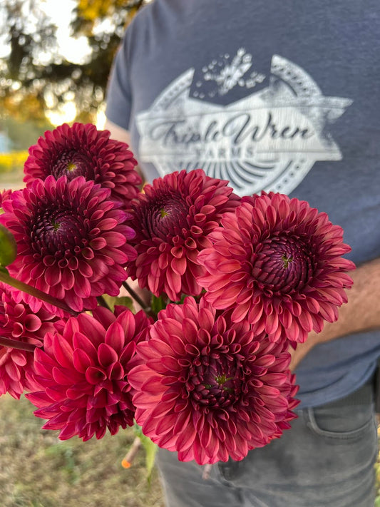 KA's Keltie Cherry Dahlia Tubers from Triple Wren Farms