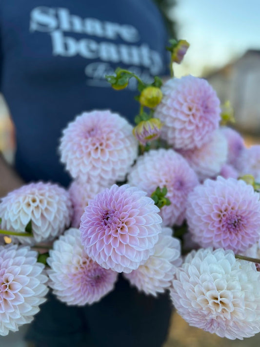 Bloomquist Tory P Dahlia Tubers from Triple Wren Farms