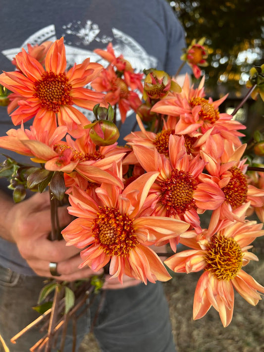 Peach and coral and orange Bloomquist Hummer dahlia tubers from Triple Wren Farms