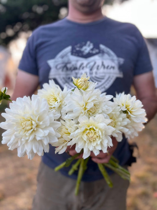 Vista Jake Dahlia Tuber