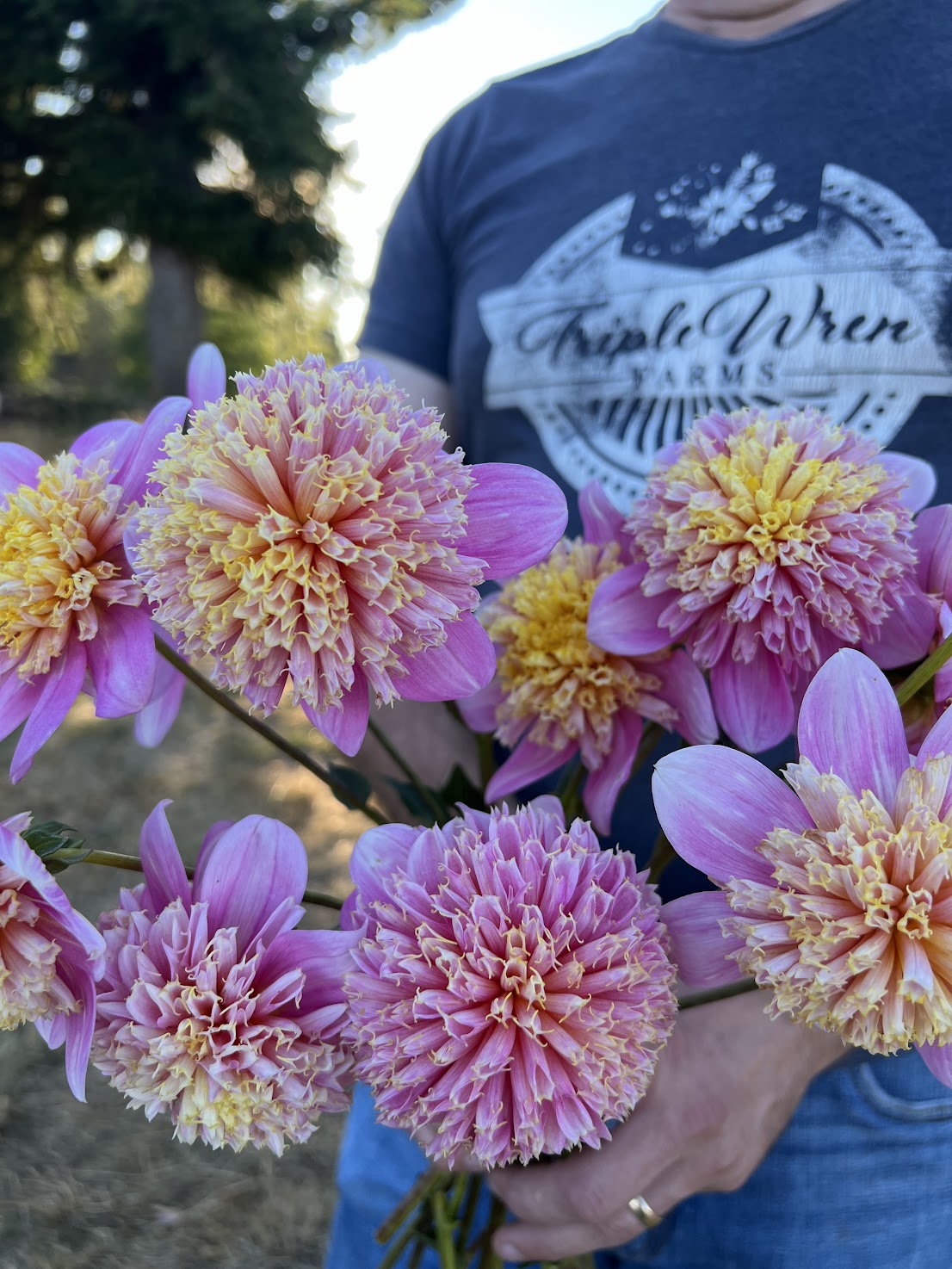 Sandia Pouffe Dahlia Tuber