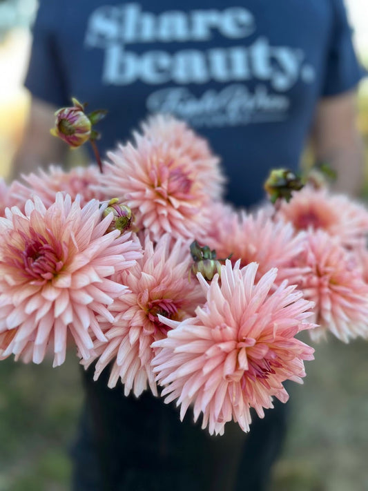 Preference Dahlia Tubers from Triple Wren Farms