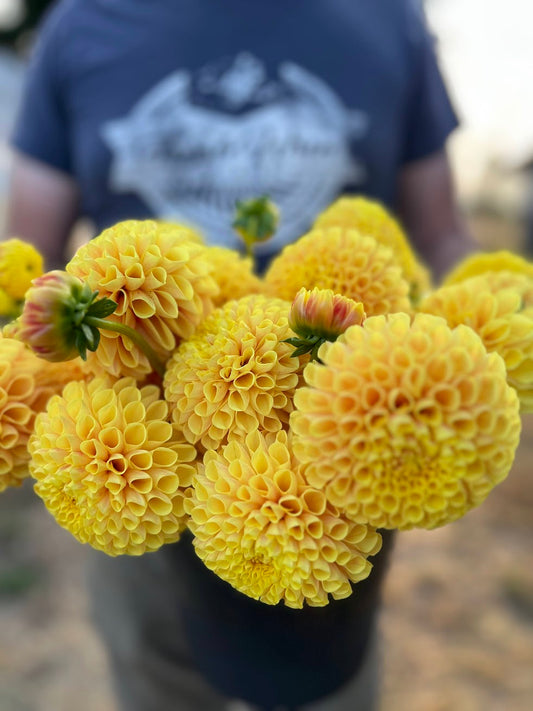 SB's Ora Dahlia Tuber