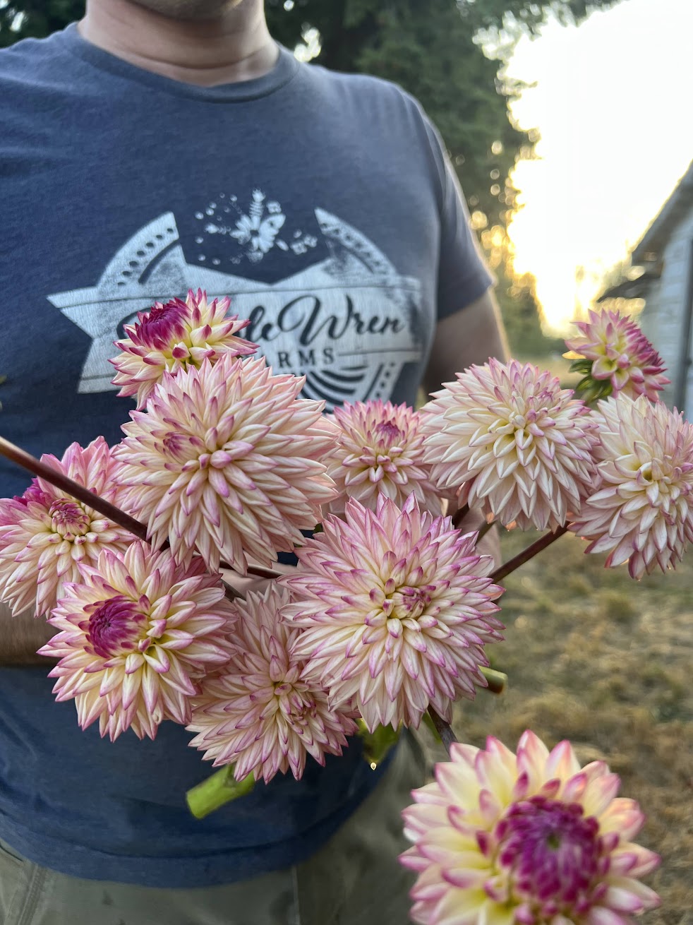 Valley Porcupine Dahlia Tuber