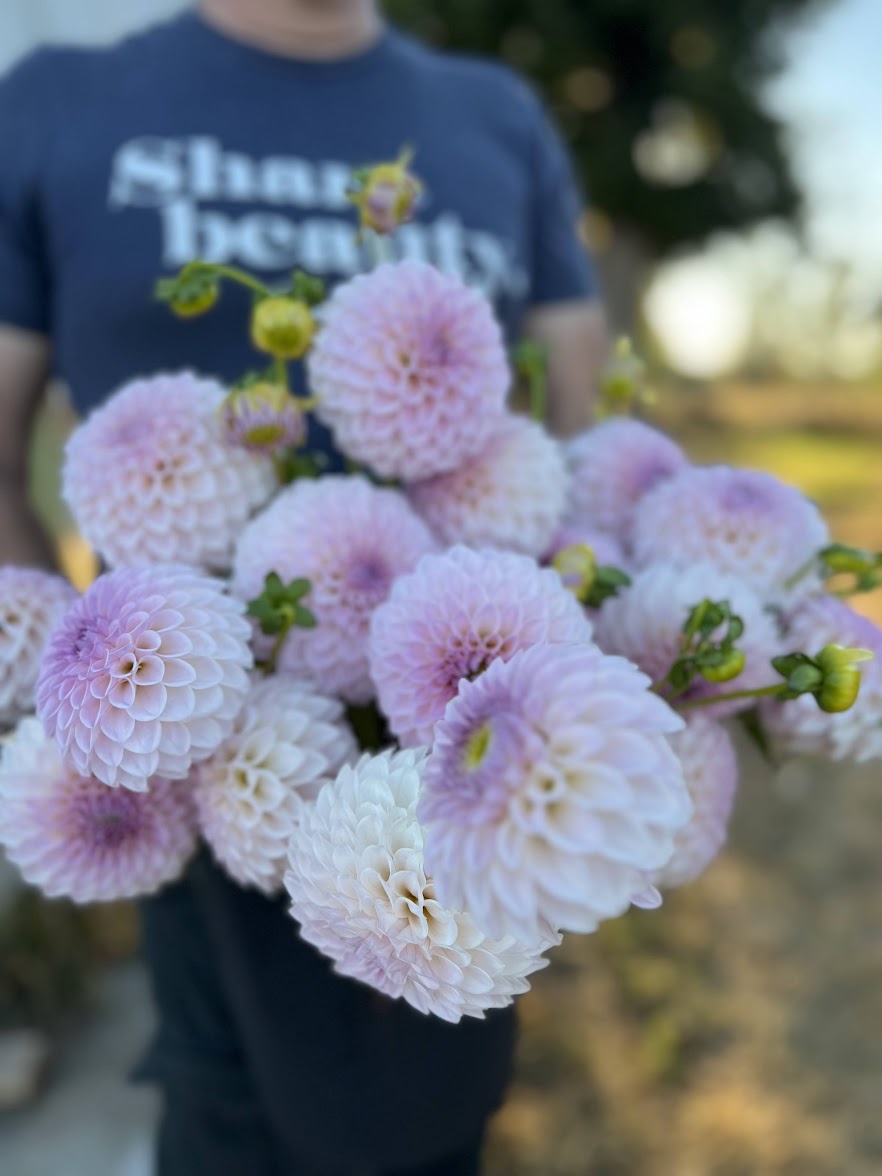 buy Bloomquist Tory P Dahlia Tubers from Triple Wren Farms for your home garden