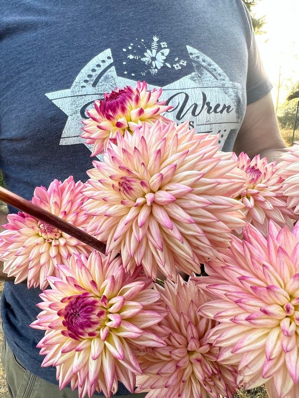 Valley Porcupine Dahlia Tuber