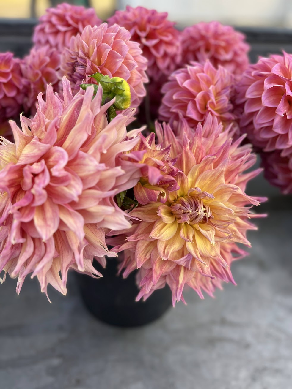 ＊Dahlia＊ページ Lee's James dahlia tubers for sale - Pedaling Petals