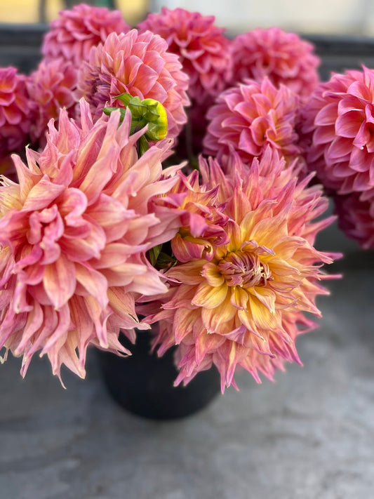 buy GG's Aliesha Dahlia Tuber from Triple Wren Farms for your home garden