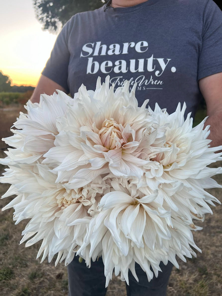 Roque Starburst Dahlia Tuber